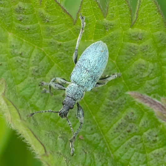 Phyllobius pomaceus (Green Nettle Weevil).jpg